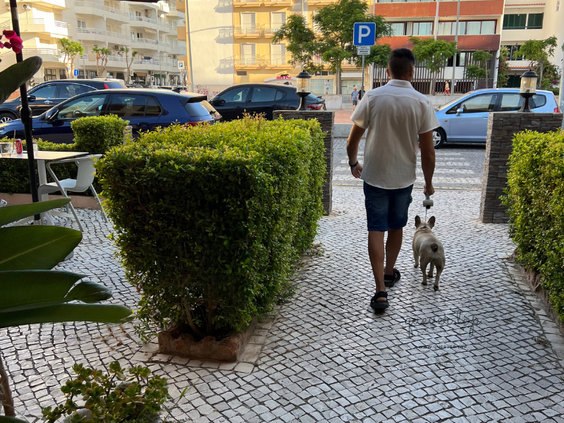 Paseando por el hotel casablanca inn admiten con mi bulldog frances