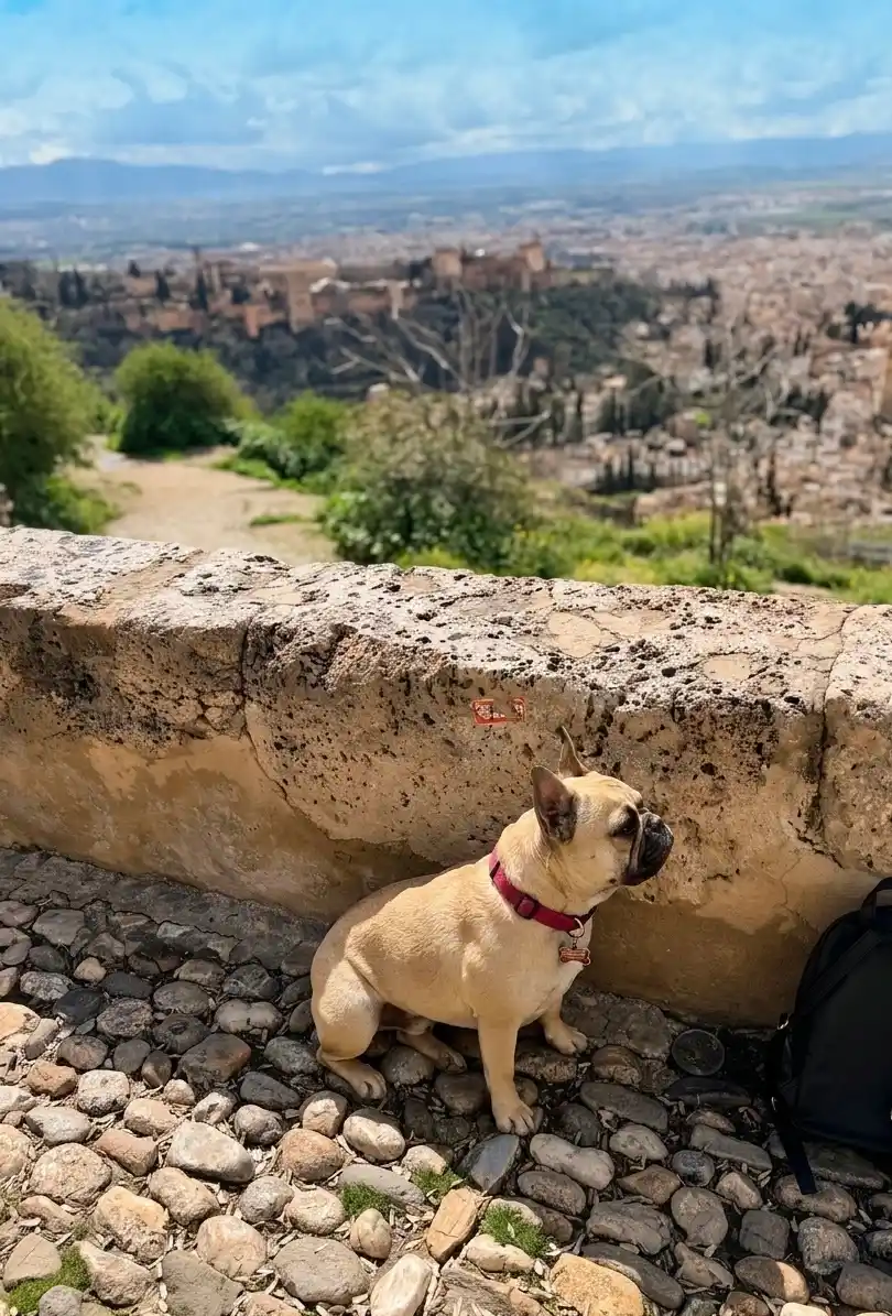 Bulldog francés Trevi en el Mirador de San Nicolás frente a la Alhambra