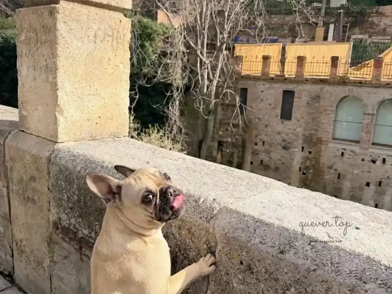 Trevi, el embajador de quever.top